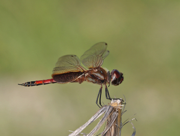 Tramea darwini, male